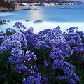 Limonium Sinuatum
